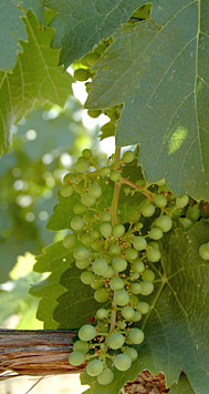 Chinook Wines