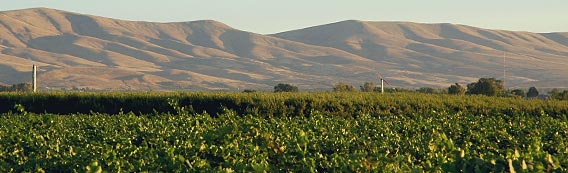 Yakima Valley vineyards