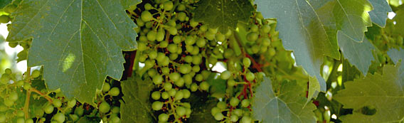 Chinook Wines young grapes